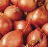 Shallot Sets 1/4 lb. Bulbs