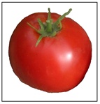 Abe Lincoln Tomato Plant