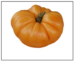 Amana Orange Tomato Plant