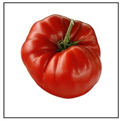 Aussie Tomato Plant