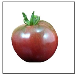 Black Prince Tomato Plant