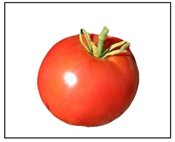 Box Car Willie Tomato Plant