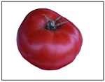 Brandywine Red Tomato Plant