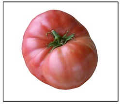 German Giant Tomato Plant