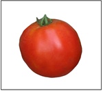 Homestead Tomato Plant