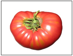 Marianna's Peace Tomato
