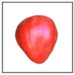 Oxheart Red Tomato