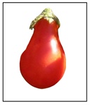 Red Fig Tomato