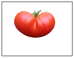 Big Boy Tomato