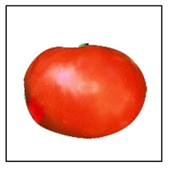 Supersonic Tomato