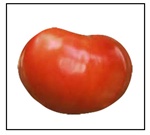 Supersteak Tomato