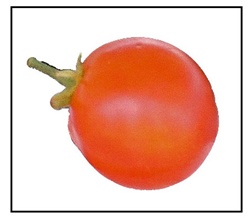 Carmello Tomato