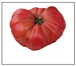 1884 Tomato