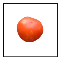 Florida 91 Tomato