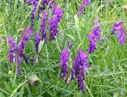 Hairy Vetch Cover Crop & Legume Seed
