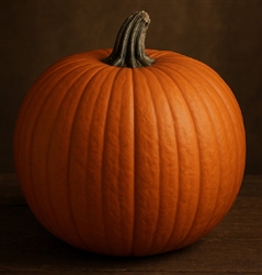 Connecticut Field Pumpkin with bright yellow-orange skin and smooth rind