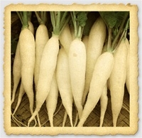 Close-up of crisp white White Icicle radish roots with green leafy tops