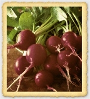 Freshly harvested Cherry Belle Radishes with smooth red skin and green leafy tops