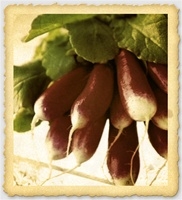Freshly harvested French Breakfast Radishes with bright red and white roots