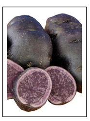 All Blue Seed Potatoes