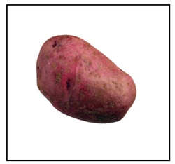 Close-up view of vibrant red-skinned Dark Red Norland Seed Potatoes ready for planting, showcasing their round to oval shape and creamy white flesh.