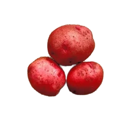 Sangre red seed potatoes Blue Tag certified for planting