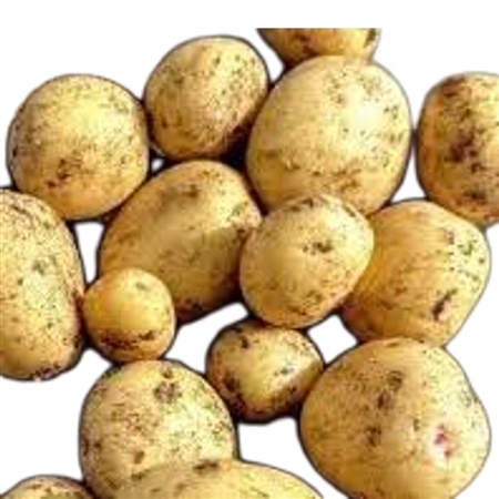 Vista Gold yellow seed potatoes Blue Tag certified for planting