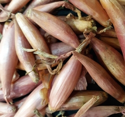 Roderique Shallot