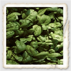 Close-up of freshly harvested Bloomsdale Spinach leaves with glossy, textured surfaces