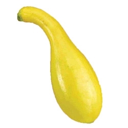 Fresh Gentry Hybrid Crookneck Squash with smooth shiny yellow skin