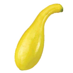 Freshly harvested Early Crookneck squash
