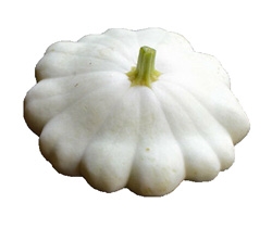 Close-up of ripe scallop squash with flying saucer shape