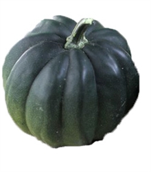 Close-up of heirloom Table Queen acorn-shaped squash with smooth skin