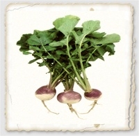 Purple Top Turnip Seed