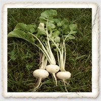 Harvested White Egg Turnip roots and vibrant green leaves
