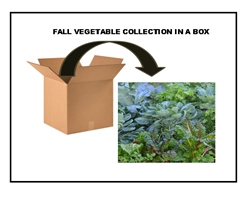 Fall Vegetable Garden In A Box