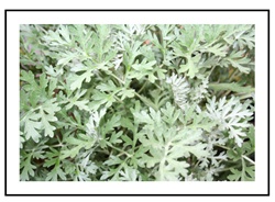 Wormwood Herb Plants