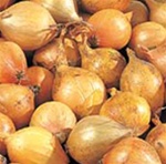 Close-up of 1/2 lb. long day yellow Stuttgarter-type onion sets with smooth golden skins ready for planting.