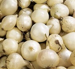 White Ebenezer Onion Sets 1/4 lb. Bulbs