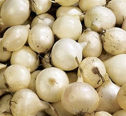 White Ebenezer Sets or Bulbs (1/4 lb. Long Day) Close-up of White Ebenezer onion sets or bulbs, showcasing smooth white skins and compact size, ready for planting in a home garden.