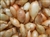 1/4 lb. Super Sweet onion sets with light golden skins, showcasing their size and ready-to-plant appearance.