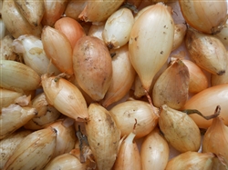 1/2 lb. Super Sweet onion sets or bulbs with light golden skins, showcasing their size and ready-to-plant appearance.