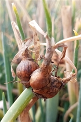 Cluster of Egyptian Walking Onion bulbils growing at the top of a green onion stalk, showing the characteristic bulbils ready to â€œwalkâ€ and root in the soil.
