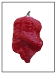 7 Pot Brain Strain superhot pepper with distinctive brain-like wrinkled texture