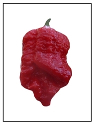7 Pot Brain Strain superhot pepper with distinctive brain-like wrinkled texture