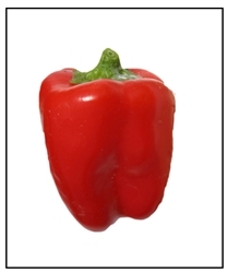 Cajun Belle sweet and hot peppers ready to harvest