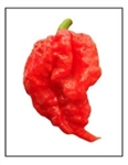 Carolina Reaper pepper plant with ripe super-hot peppers for sale online