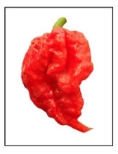 Carolina Reaper pepper plant with ripe super-hot peppers for sale online