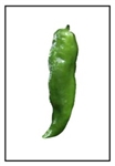 Cowhorn heirloom pepper plant with long curved peppers