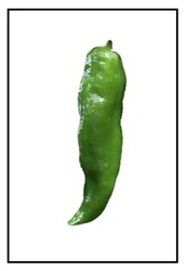 Cowhorn heirloom pepper plant with long curved peppers